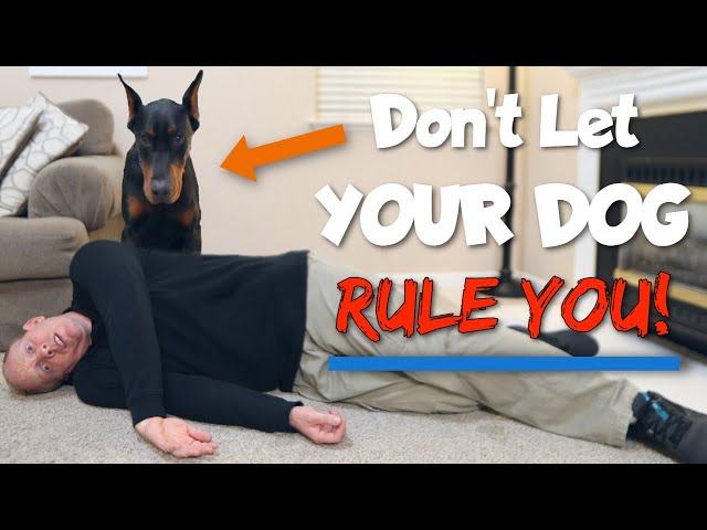 How to Get a Doberman to See You as the Alpha