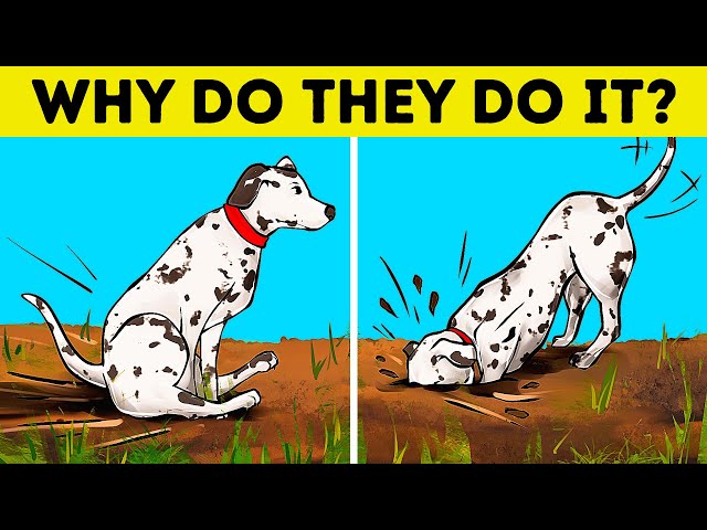 Real Reasons Behind Dog's Each Behavior, Scientifically Explained