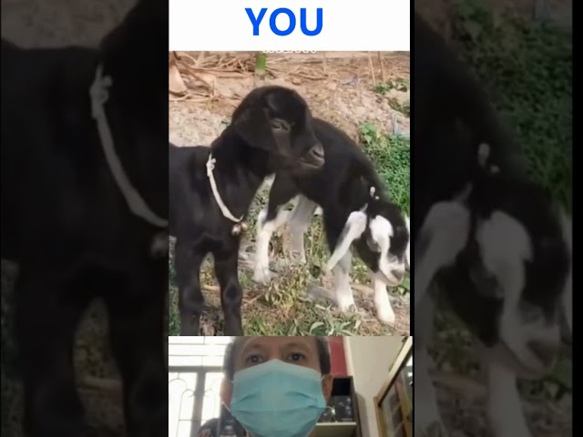 VERY FUNNY ANIMALS GOAT MONKEY - TRY NOT TO LAUGH #funny #animals #comedy