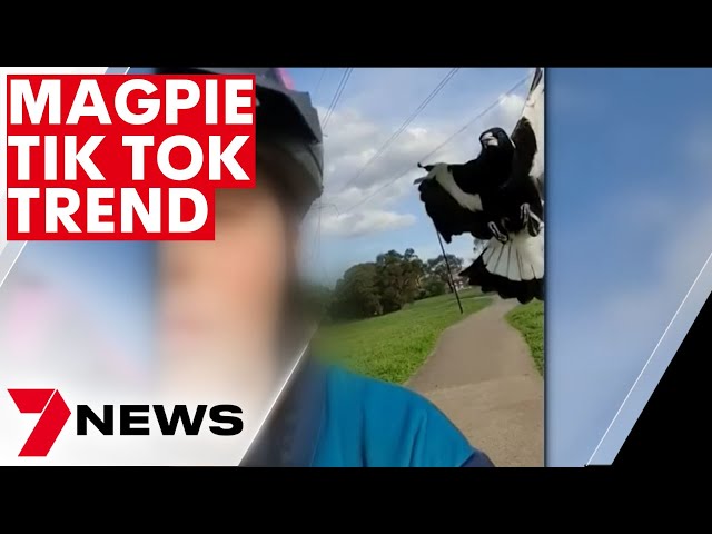 Youngsters antagonising birds on social media | 7NEWS