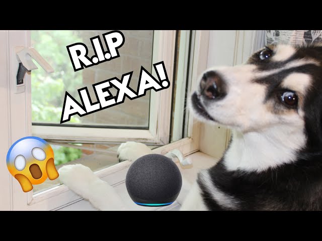 My Husky THROWS Alexa Out The Window!
