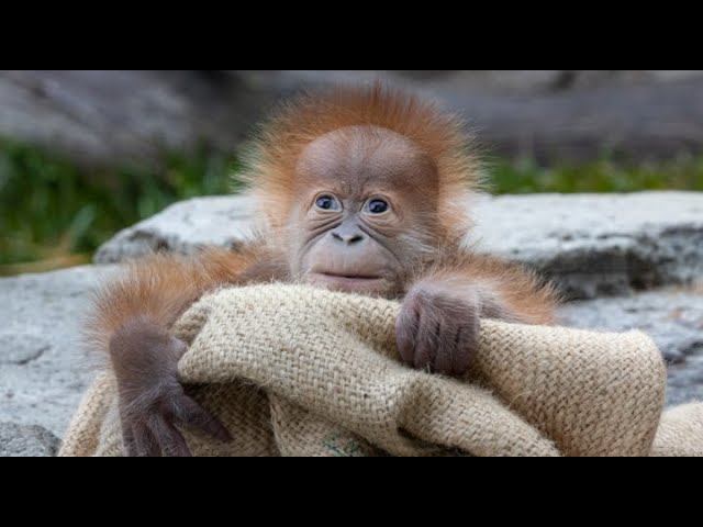 Orangutan Infant Update