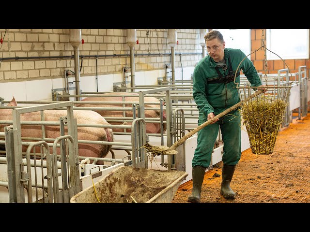 Bauer für einen Tag: Was Reporter Alex auf einem Schweinehof in Melle erlebt hat