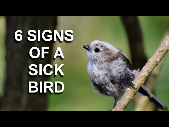 6 Signs of a Sick Bird | In Under 5 Minutes