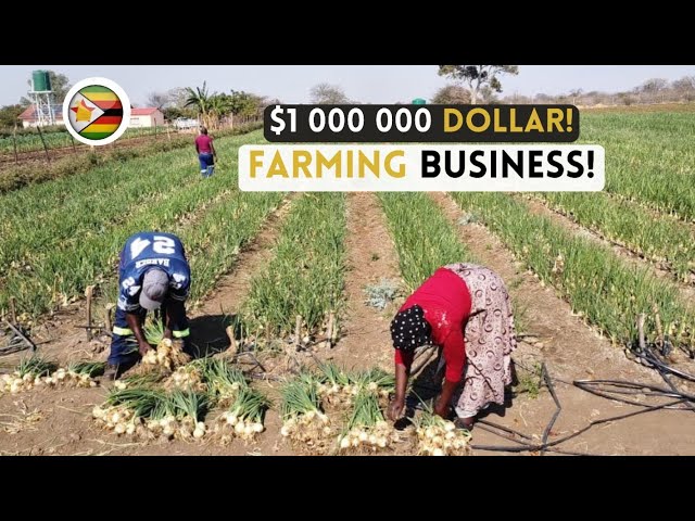 We became MILLIONAIRES!!! farming ONIONS in Zimbabwe!