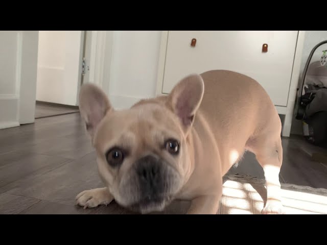 Frenchie is Camera Shy