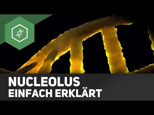 Nucleolus - einfach erklärt