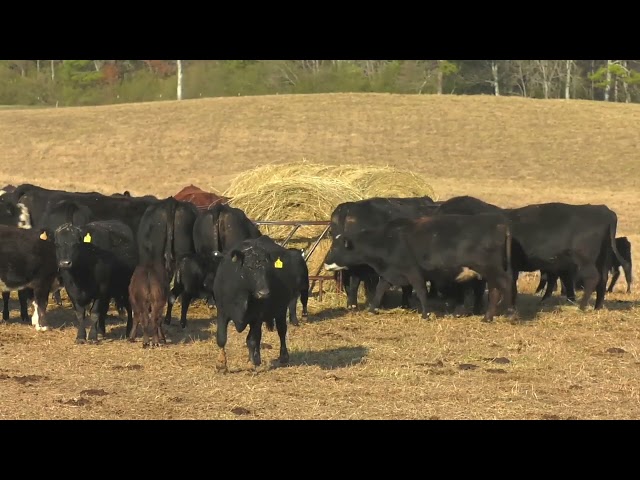 Drought Threatens Livelihood of Cattle Producer