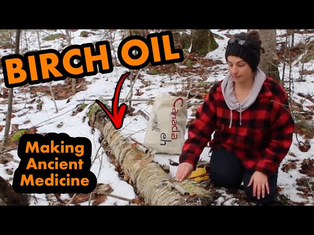 Making Birch Oil From Birch Bark - Ancient Medicine and Natural Super Glue