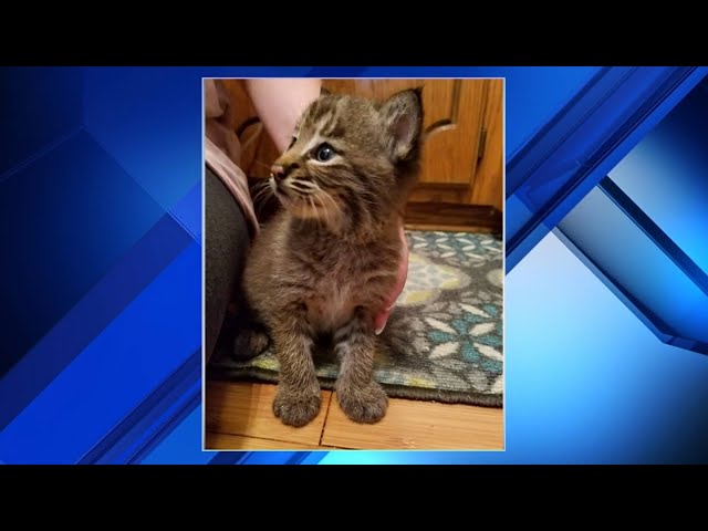 Family's new kitten turns out to be a bobcat