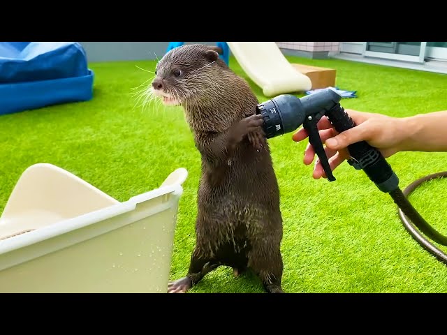 Otter Protects Plastic Box from Garden Hose