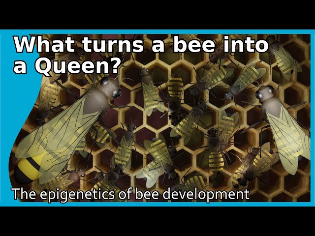 What turns a bee into a Queen? The epigenetics of bee development