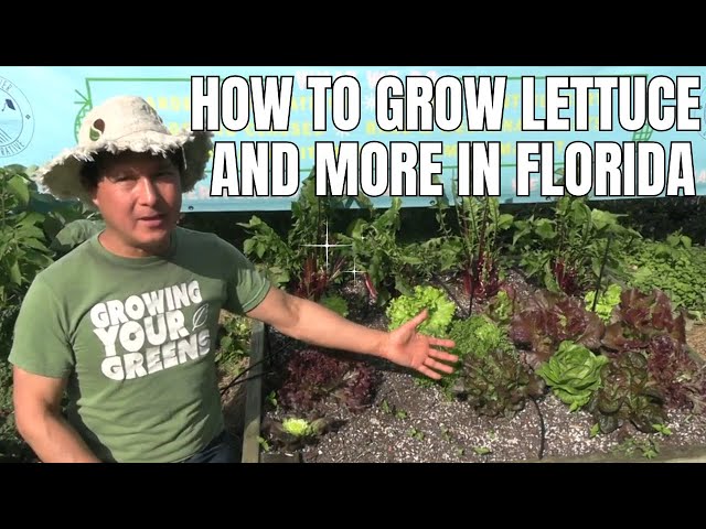THIS is How to Grow Lettuce & Other Garden Veggies In South Florida