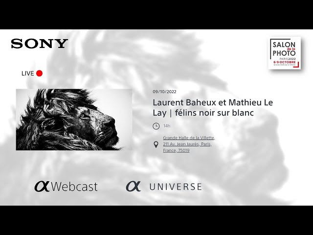 Laurent Baheux et Mathieu Le Lay : Félins noir sur blanc