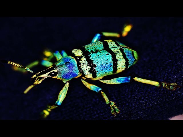 The Most Beautful Weevil Beetle In The World