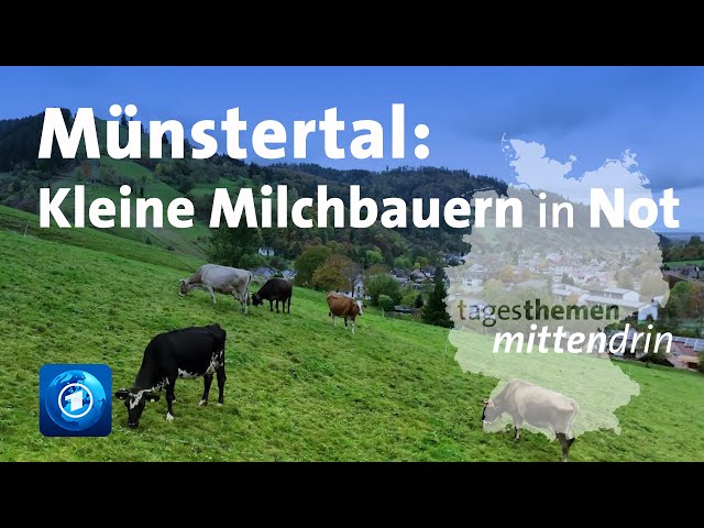 Münstertal: Kleine Milchbauern in Not | tagesthemen mittendrin