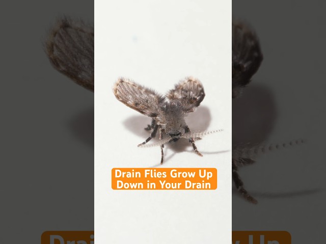 Drain Flies Grow Up Down in Your Drain | #DeepLook #Shorts