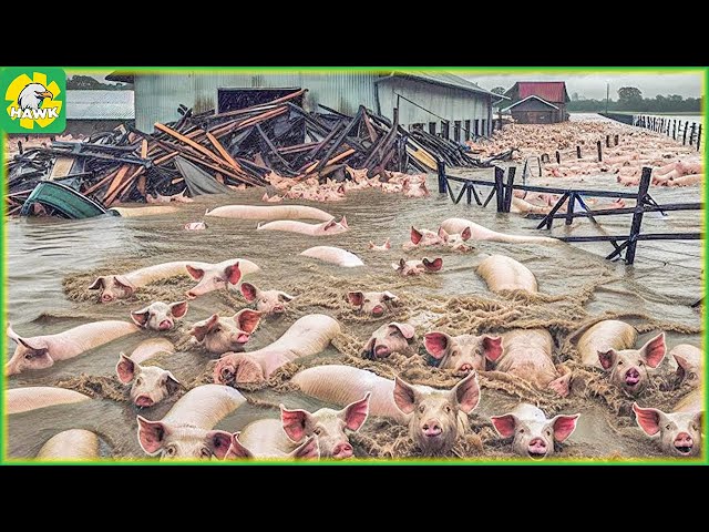 How Farmers Deal with Natural Disasters That Affect Livestock Farming | Farming Documentary