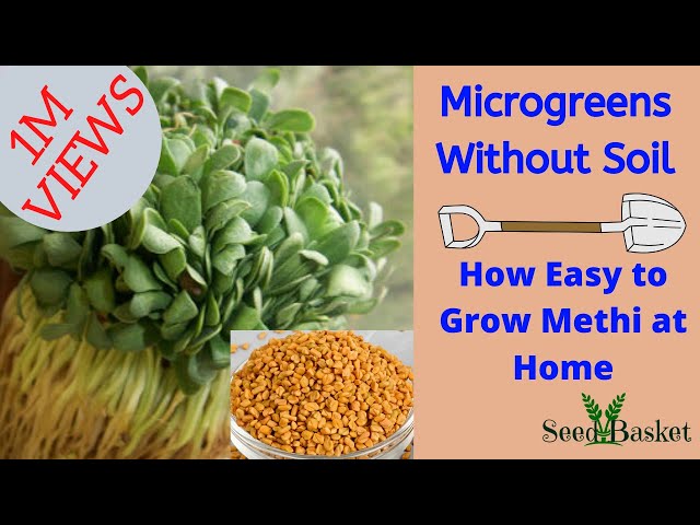 How to Grow Microgreens Methi(Fenugreek) at Home without soil | Microgreens in water |Seedbasket
