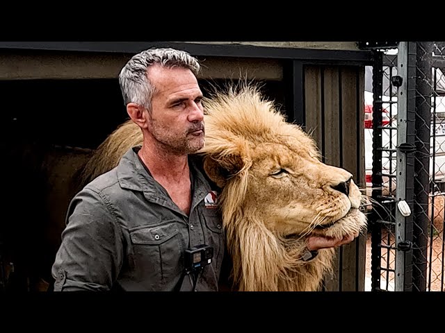 LION REUNION - Kevin Richardson's Unique Bond | The Lion Whisperer