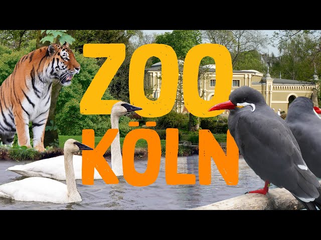 Zoo Köln | Zoo Eindruck