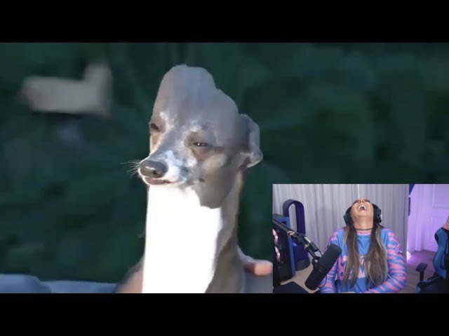 Reacting To Your Memes (Meme 👏 Review 👏)