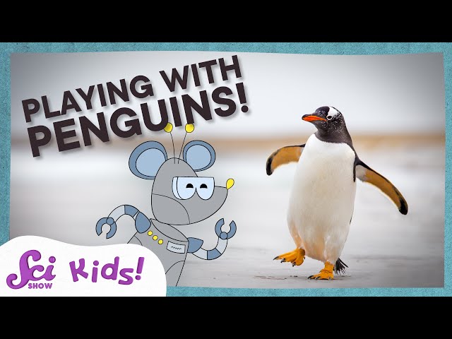 Penguins, Birds That Fly in Water! | SciShow Kids