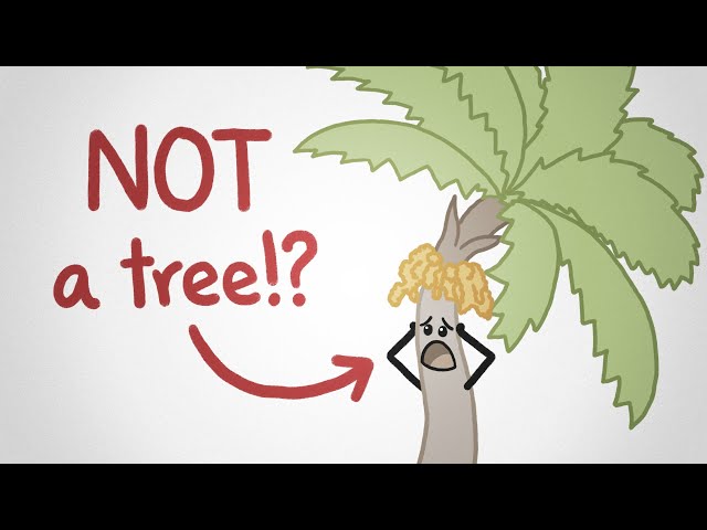 We don't know what a tree is (and this video won't tell you)