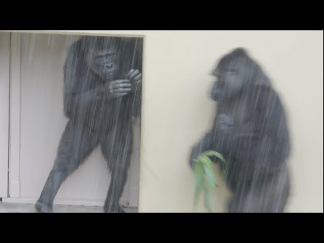 Mother gorilla rushes to her daughter who is frightened by heavy rain / Ai and Annie