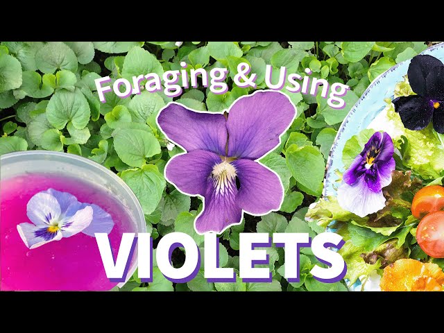 Foraging Violets: Identifying, Harvesting, Drying and Uses 🌸