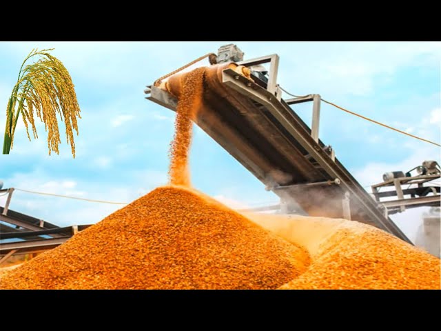 How Tons of Rice Harvested & Processed | Modern Rice Agriculture Technology