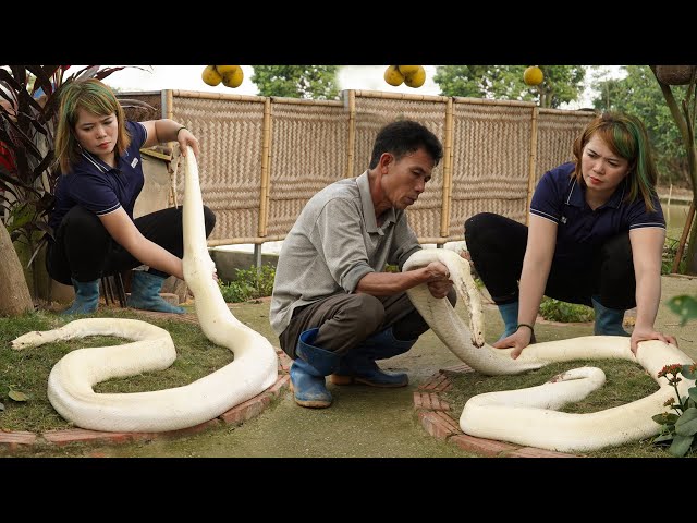 Bad Day, Suddenly Giant PYTHON D.I.E.D While Harvest Guava Goes to the Market Sell | Free New Life