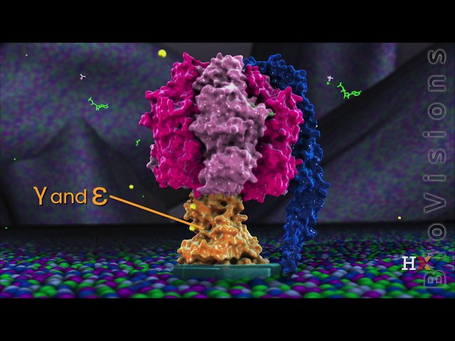 ATP synthase in action