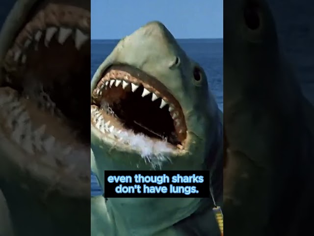 Did you know this about Jaws? #jaws #sharks #shorts