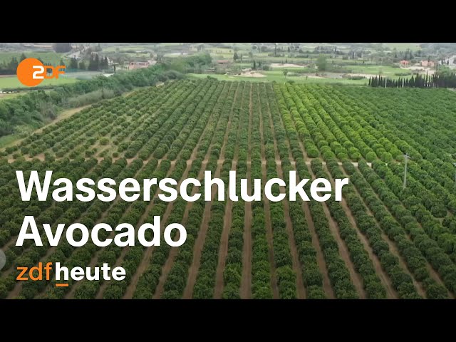 Avocado-Plantagen boomen in Portugal - und verwüsten das Ackerland | auslandsjournal