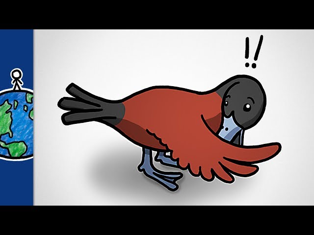 Why Bird Penises Are So Weird