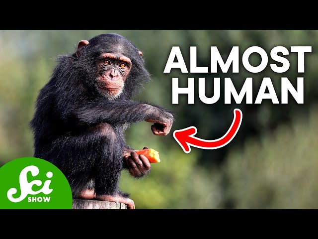 How Humans Are Almost Identical to Chimps, According to DNA