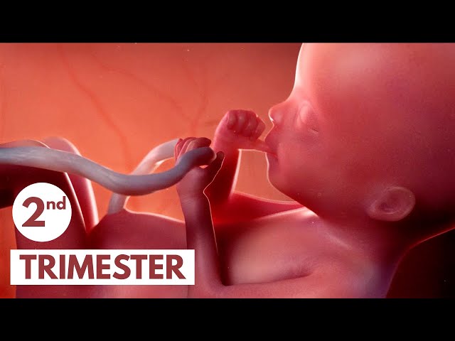 Second Trimester | 3D Animated Pregnancy Guide