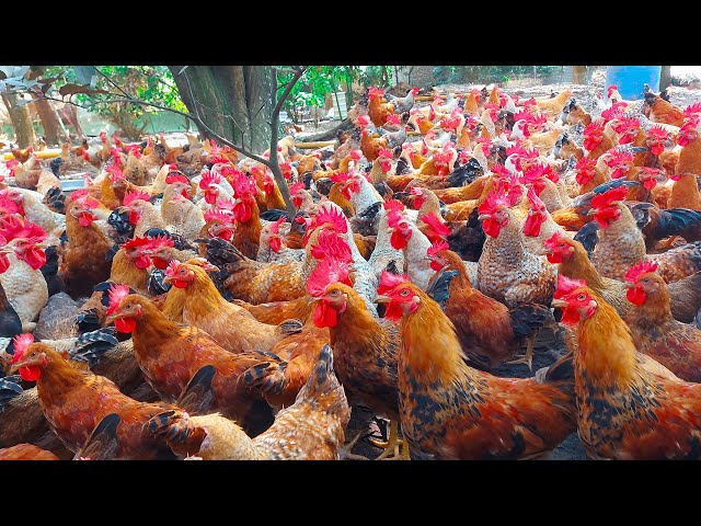 How 180 Days Process Raise Organic Chicken On Poultry Farm