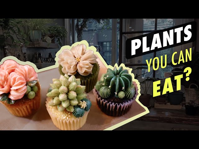 Eat A Plant? The Cutest Succulent Cupcake in SoHo New York