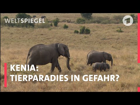 Kenias Tierparadies in Gefahr – wie geht es weiter? | Weltspiegel