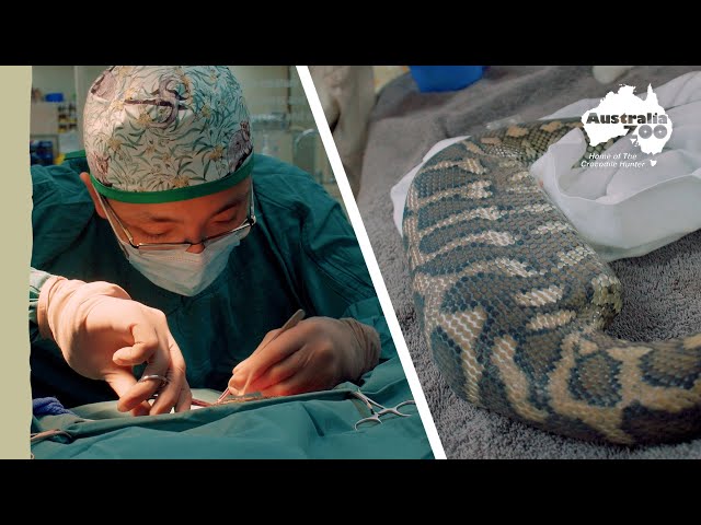 This snake ate something it shouldn't have | Wildlife Warriors Missions