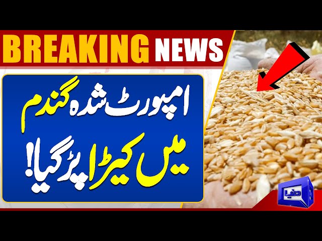 Wheat Scandal | Shocking News About Wheat Imports | Dunya News