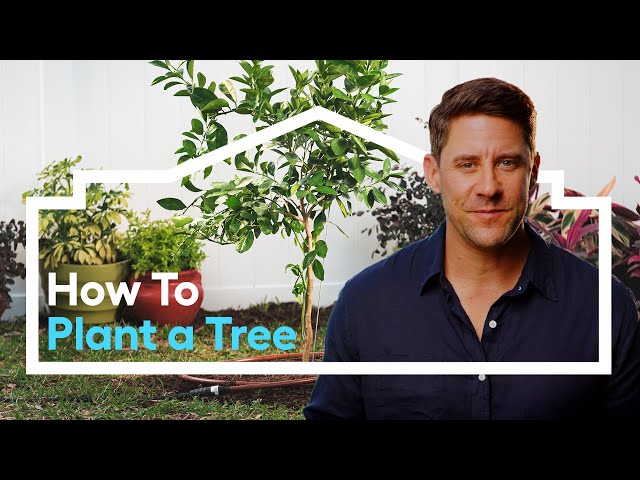How to Plant a Tree /// Lowe's