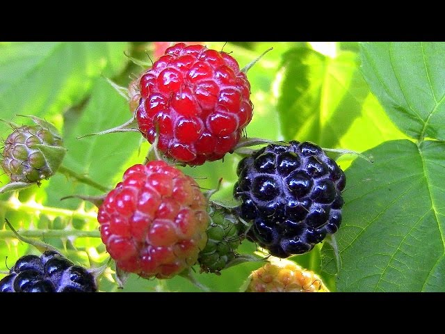 Wild Food Foraging- Raspberry Leaf Tea
