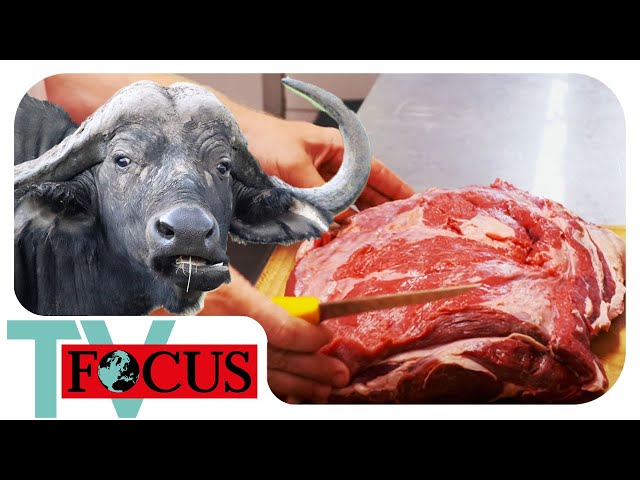 Büffel in Bayern: Was macht Büffel so besonders? | Focus TV Reportage