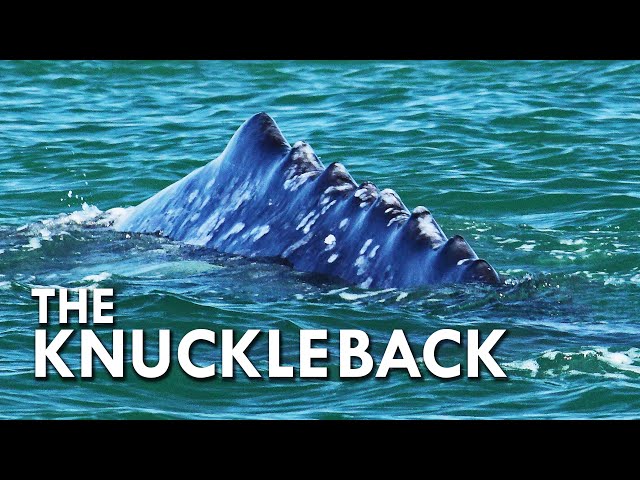Grey Whale: The Knuckle Back Whale