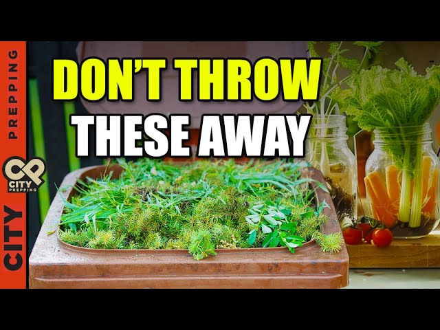 9 Vegetables You Can Re-Grow From Scraps