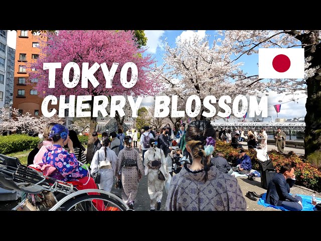 Beautiful Tokyo Cherry Blossom