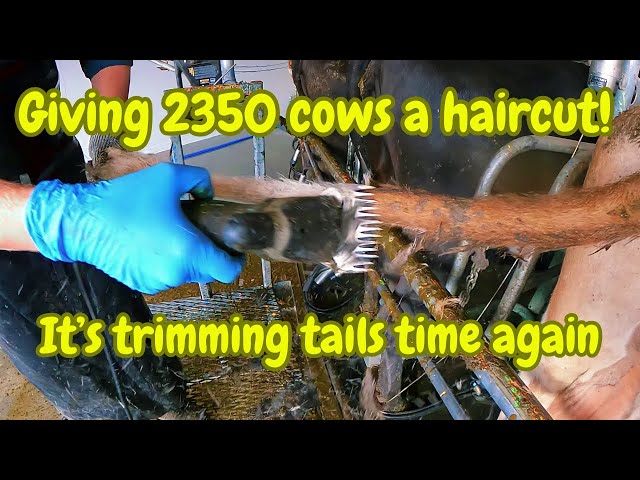 Haircuts today for our cows! How we trim over 2300 tails efficiently.